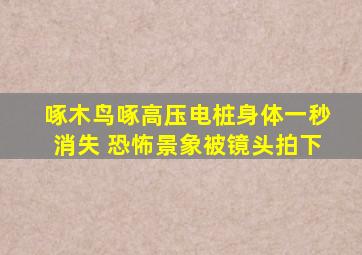 啄木鸟啄高压电桩身体一秒消失 恐怖景象被镜头拍下